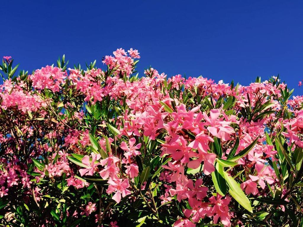Domaine De L'Aufrene Bed & Breakfast Hyeres Exterior photo